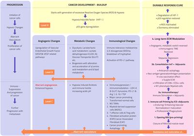 Vascular normalization and immunotherapy: Spawning a virtuous cycle